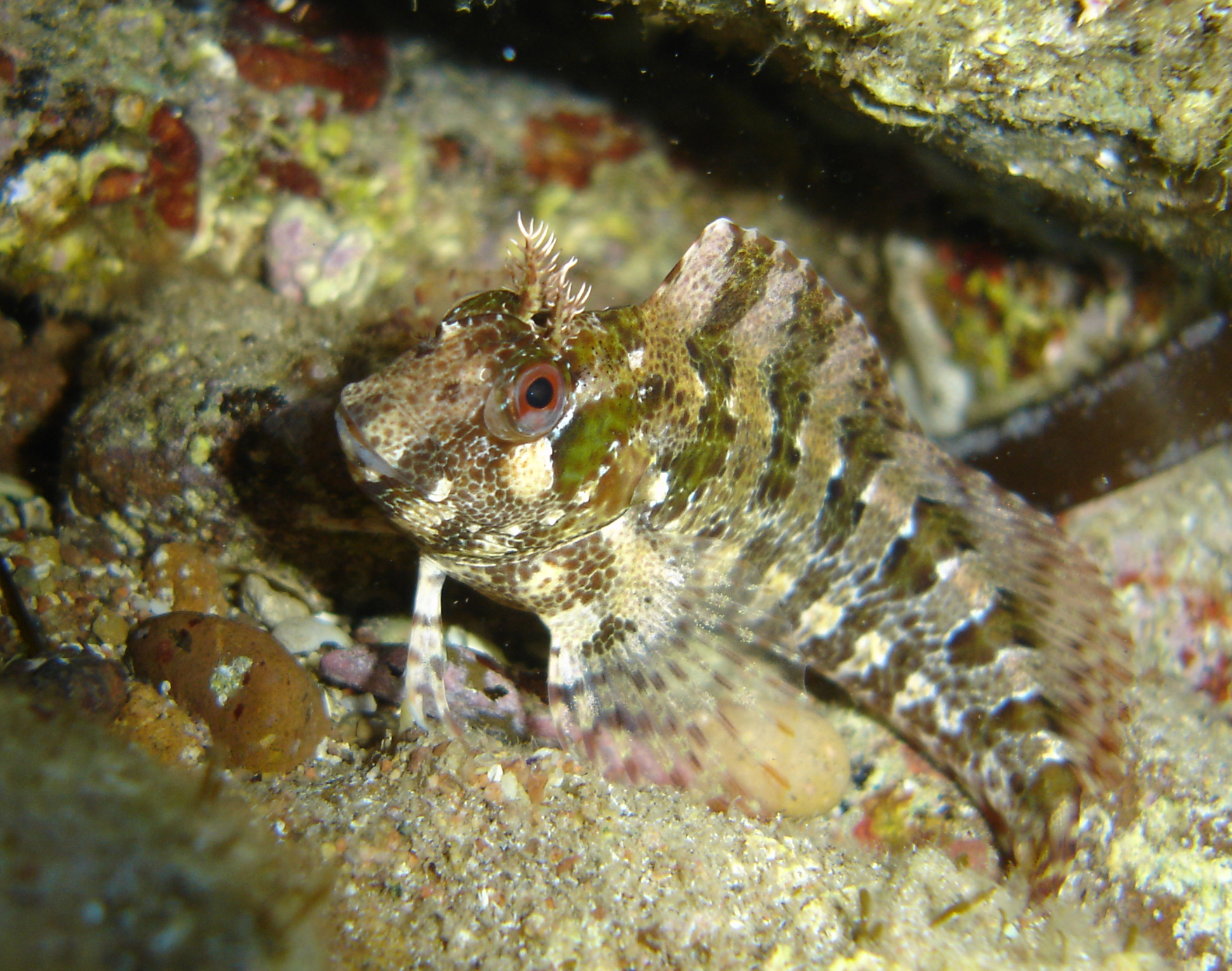 رأس Parablennius gattorugine، وفوق عينه زائدة جلدية متفرّعة