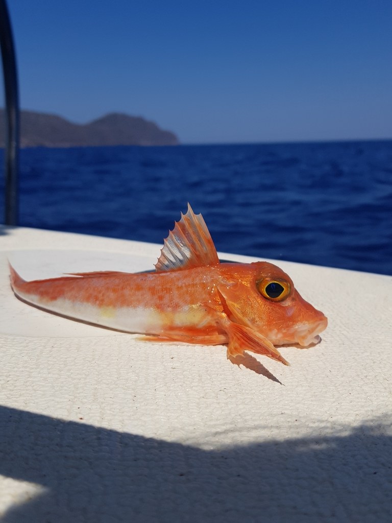 ڤالينات