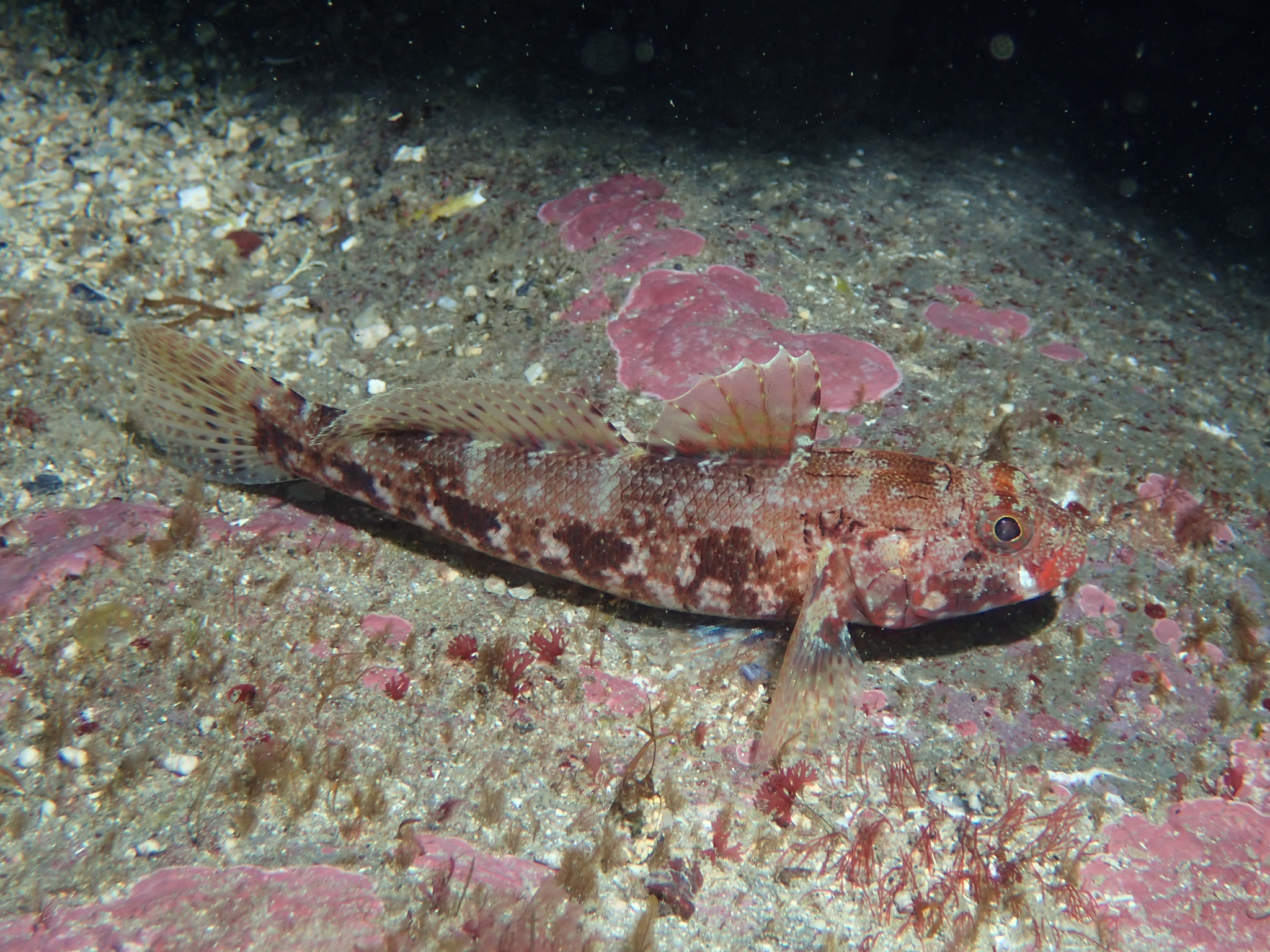 Gobius cruentatus ساكنا على القاع ليلا، ويُعرف بشفتيه الحمراوين