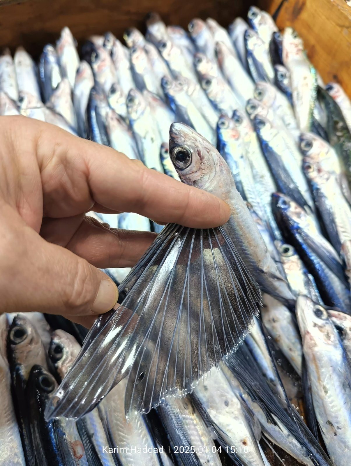 صندوق من الطيّار في الجزائر، وزعنفة صدرية مبسوطة باليد (Hirundichthys rondeletii)