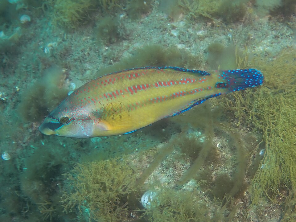 زنكور
